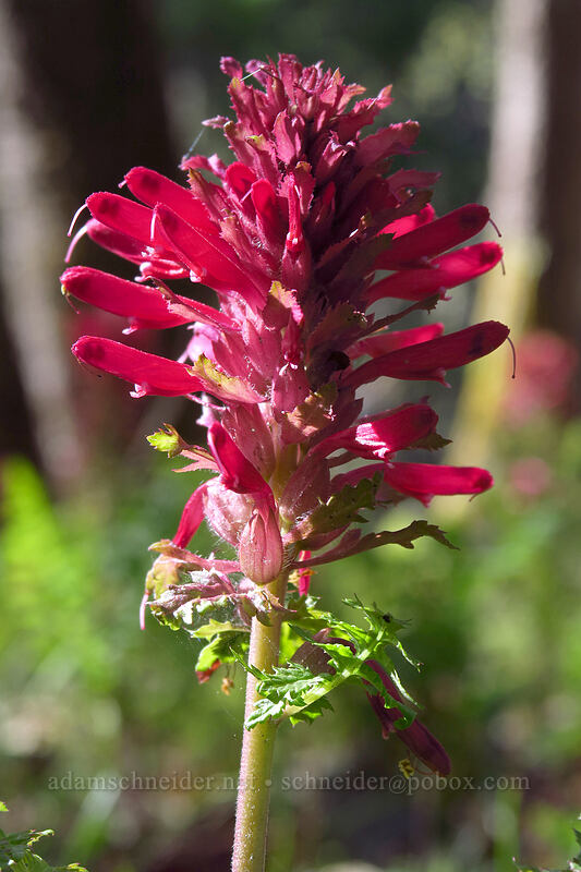 warrior's-plume lousewort (Pedicularis densiflora) [Outback Loop Trail, Cathedral Hills Park, Josephine County, Oregon]