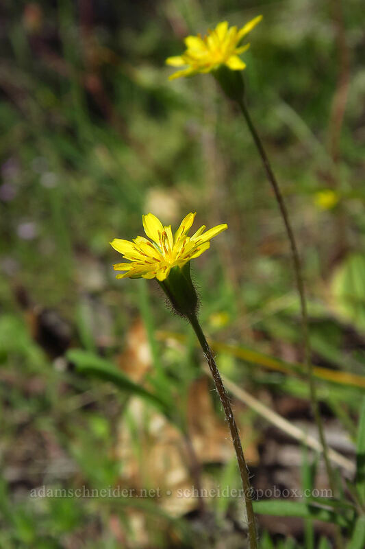 annual agoseris (mountain dandelion) (Agoseris heterophylla) [Shortcut Trail, Cathedral Hills Park, Josephine County, Oregon]