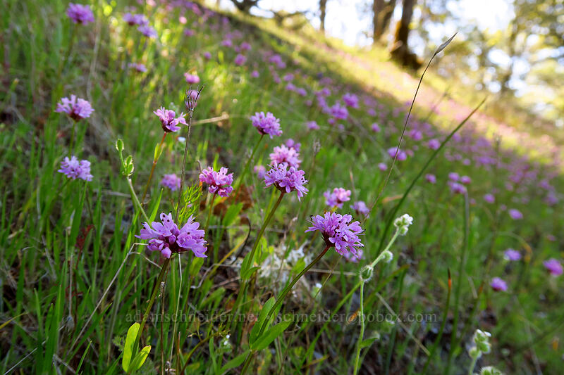 rosy plectritis (Plectritis congesta) [Upper Hogback Trail, Cathedral Hills Park, Josephine County, Oregon]