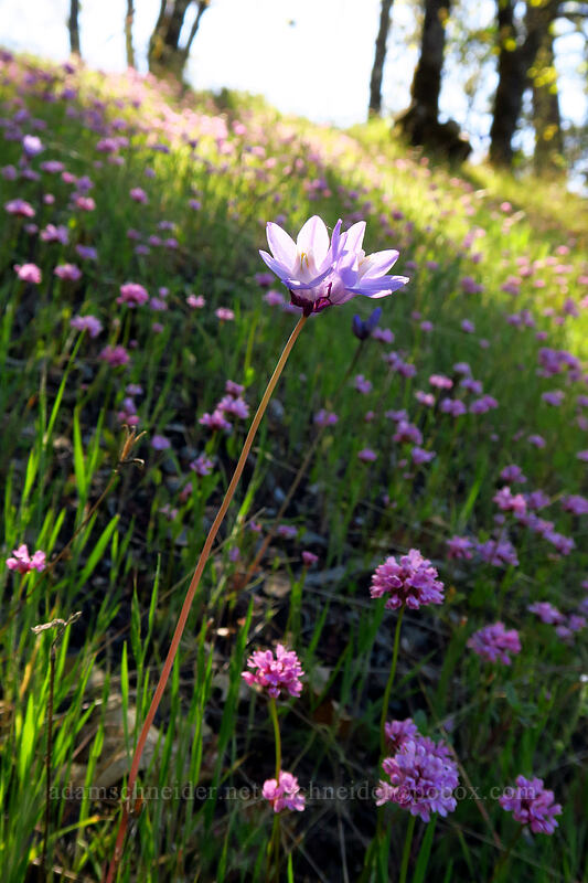 blue dicks & rosy plectritis (Dipterostemon capitatus (Dichelostemma capitatum), Plectritis congesta) [Upper Hogback Trail, Cathedral Hills Park, Josephine County, Oregon]