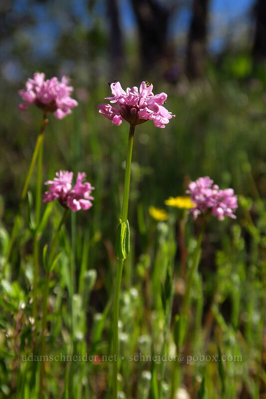 rosy plectritis (Plectritis congesta) [Upper Hogback Trail, Cathedral Hills Park, Josephine County, Oregon]