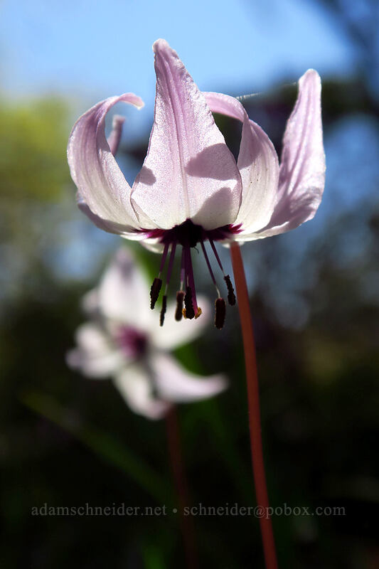 Henderson's fawn lilies (Erythronium hendersonii) [Upper Hogback Trail, Cathedral Hills Park, Josephine County, Oregon]
