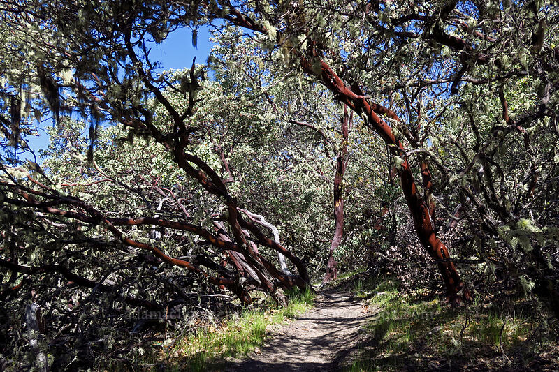 manzanitas (Arctostaphylos sp.) [Manzanita Tunnel Trail, Cathedral Hills Park, Josephine County, Oregon]