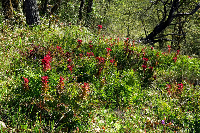 warrior's-plume lousewort (Pedicularis densiflora) [Outback Loop Trail, Cathedral Hills Park, Josephine County, Oregon]