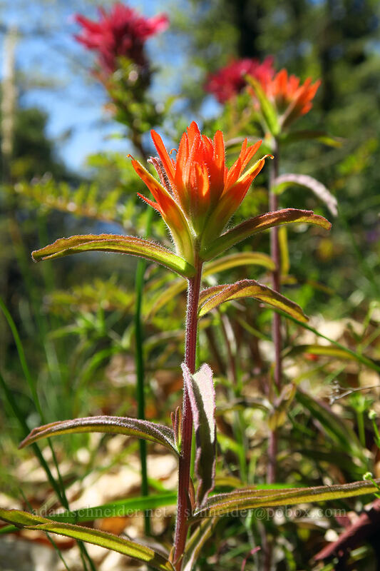 frosted paintbrush (Castilleja pruinosa) [Outback Loop Trail, Cathedral Hills Park, Josephine County, Oregon]