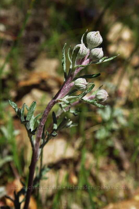Oregon sunshine, budding (Eriophyllum lanatum) [Hogback Trail, Cathedral Hills Park, Josephine County, Oregon]