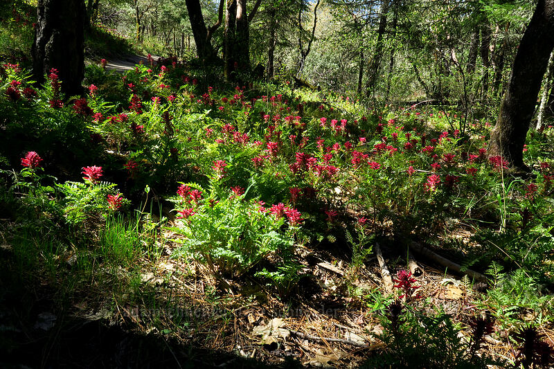 warrior's-plume lousewort (Pedicularis densiflora) [Outback Loop Trail, Cathedral Hills Park, Josephine County, Oregon]