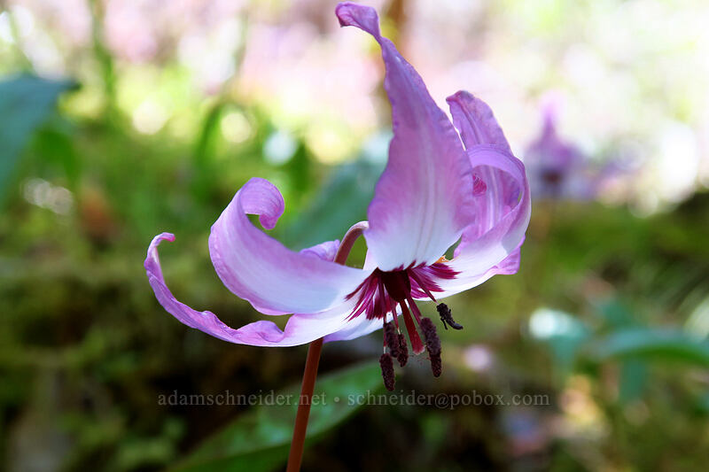Henderson's fawn lilies (Erythronium hendersonii) [Limpy Botanical Trail, Rogue River-Siskiyou National Forest, Josephine County, Oregon]