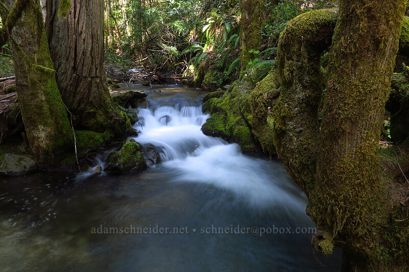 Limpy Creek [Limpy Botanical Trail, Rogue River-Siskiyou National Forest, Josephine County, Oregon]