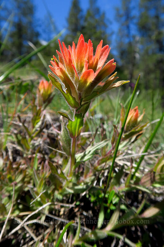 short-lobed paintbrush (Castilleja brevilobata (Castilleja hispida ssp. brevilobata)) [Limpy Botanical Trail, Rogue River-Siskiyou National Forest, Josephine County, Oregon]
