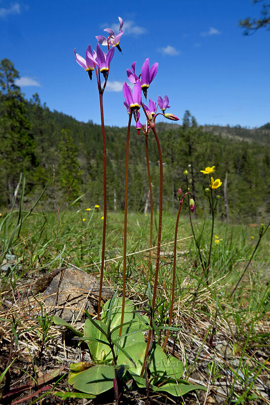 Henderson's shooting stars (Dodecatheon hendersonii (Primula hendersonii)) [Limpy Botanical Trail, Rogue River-Siskiyou National Forest, Josephine County, Oregon]