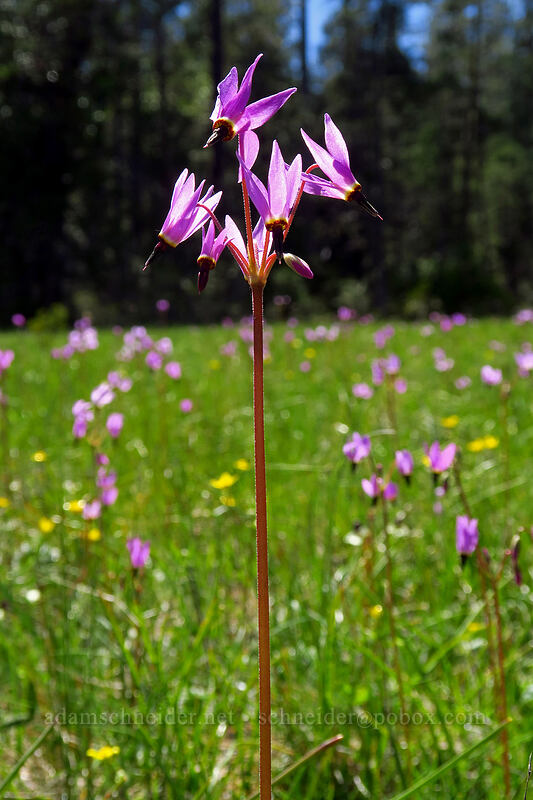 Henderson's shooting stars (Dodecatheon hendersonii (Primula hendersonii)) [Limpy Botanical Trail, Rogue River-Siskiyou National Forest, Josephine County, Oregon]