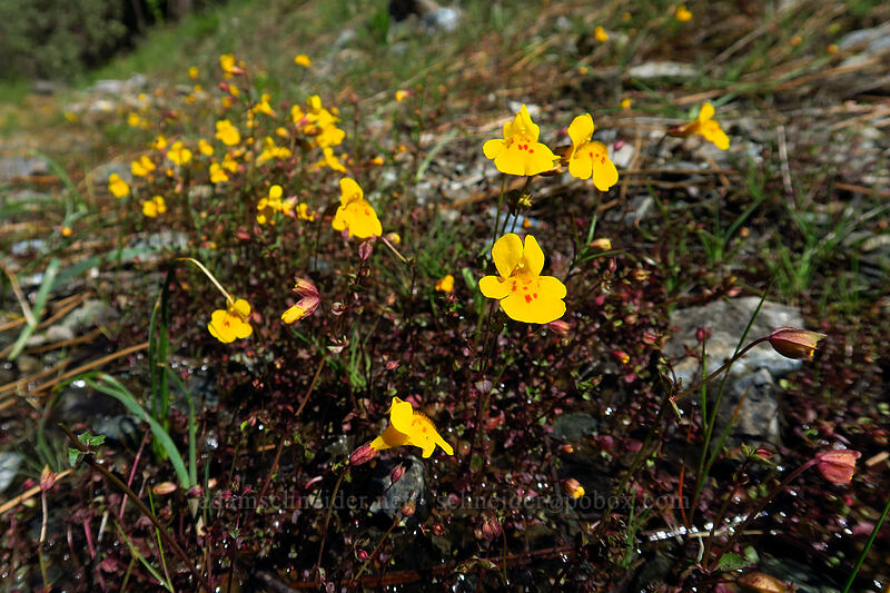 little-leaf monkeyflower (Erythranthe microphylla (Mimulus microphyllus)) [Limpy Botanical Trail, Rogue River-Siskiyou National Forest, Josephine County, Oregon]