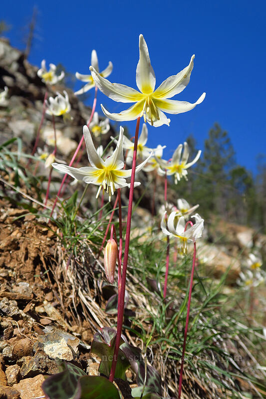 pale fawn lilies (Erythronium citrinum) [Days Gulch Botanical Area, Rogue River-Siskiyou National Forest, Josephine County, Oregon]