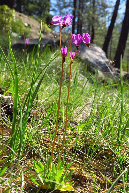 dark-throated shooting stars (Dodecatheon pulchellum var. monanthum (Primula pauciflora var. monantha)) [Days Gulch Botanical Area, Rogue River-Siskiyou National Forest, Josephine County, Oregon]