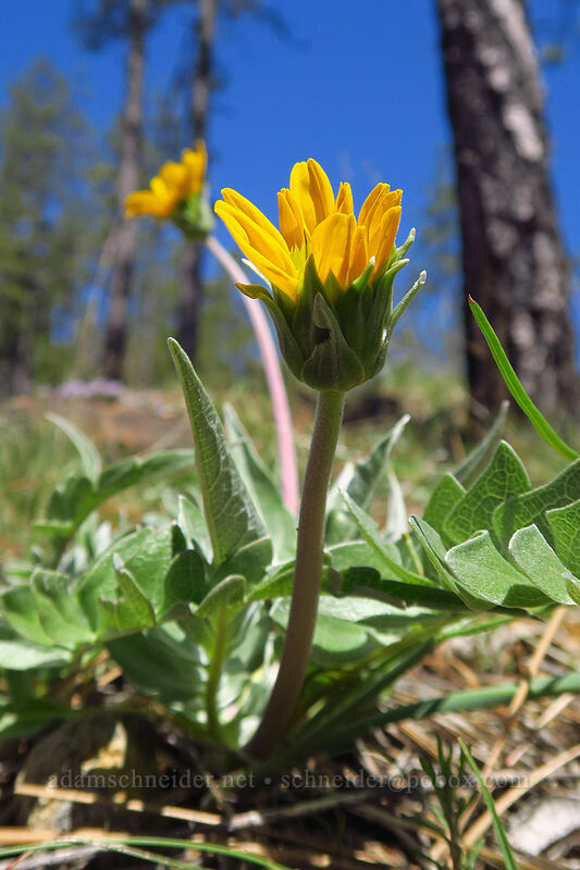 hybrid balsamroot (Balsamorhiza deltoidea x Balsamorhiza sericea) [Days Gulch Botanical Area, Rogue River-Siskiyou National Forest, Josephine County, Oregon]