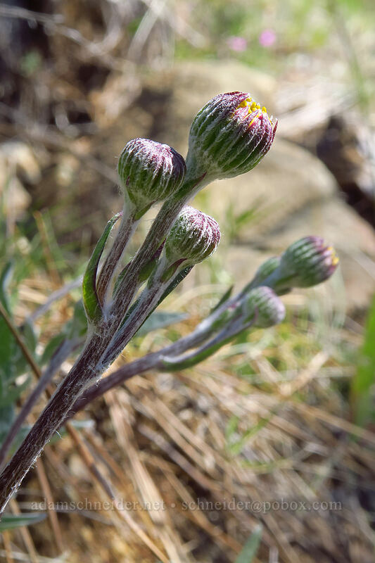 serpentine groundsel, budding (Packera hesperia) [Days Gulch Botanical Area, Rogue River-Siskiyou National Forest, Josephine County, Oregon]