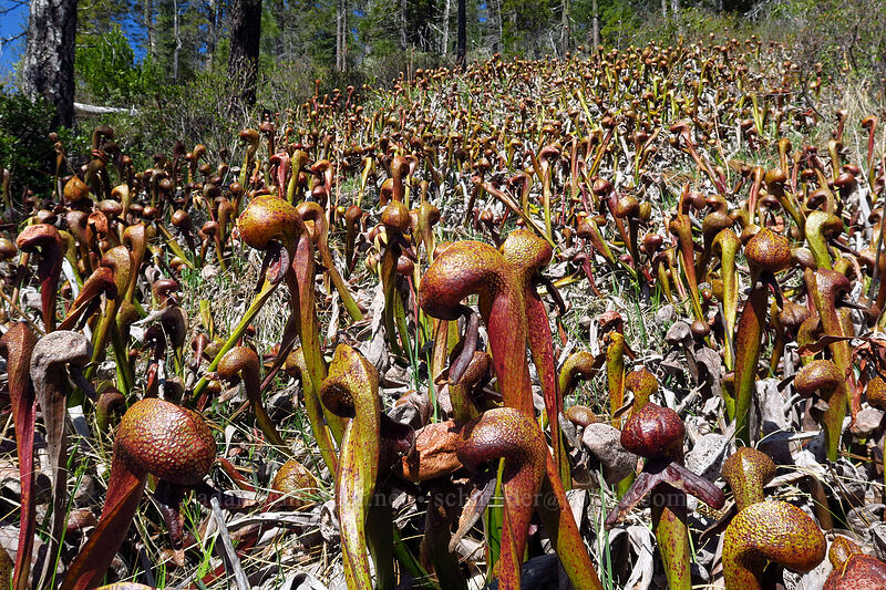 California pitcher plants (Darlingtonia californica) [Days Gulch Botanical Area, Rogue River-Siskiyou National Forest, Josephine County, Oregon]