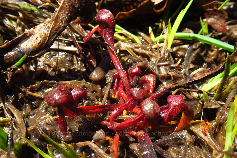 baby pitcher plants (Darlingtonia californica) [Days Gulch Botanical Area, Rogue River-Siskiyou National Forest, Josephine County, Oregon]