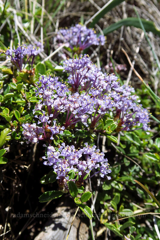 Siskiyou mat (Ceanothus pumilus) [Days Gulch Botanical Area, Rogue River-Siskiyou National Forest, Josephine County, Oregon]