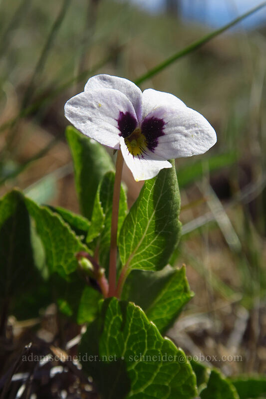 wedge-leaf violet (Viola cuneata) [Days Gulch Botanical Area, Rogue River-Siskiyou National Forest, Josephine County, Oregon]
