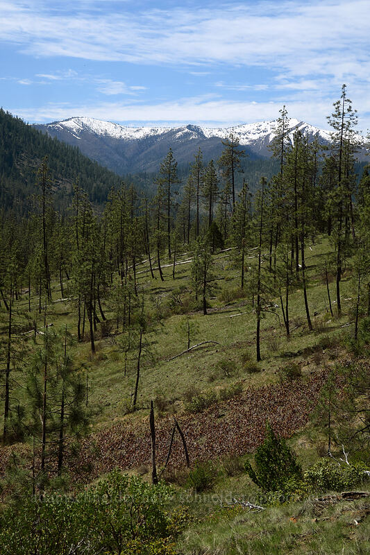 snow on Josephine Mountain, and a Darlingtonia fen [Days Gulch Botanical Area, Rogue River-Siskiyou National Forest, Josephine County, Oregon]