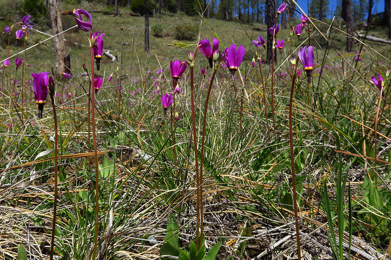 dark-throated shooting stars (Dodecatheon pulchellum var. monanthum (Primula pauciflora var. monantha)) [Days Gulch Botanical Area, Rogue River-Siskiyou National Forest, Josephine County, Oregon]