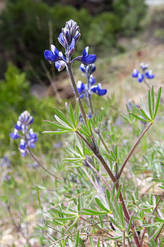 small lupines (Lupinus micranthus (Lupinus polycarpus)) [Days Gulch Botanical Area, Rogue River-Siskiyou National Forest, Josephine County, Oregon]