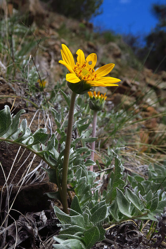 silky balsamroot (Balsamorhiza sericea) [Days Gulch Botanical Area, Rogue River-Siskiyou National Forest, Josephine County, Oregon]