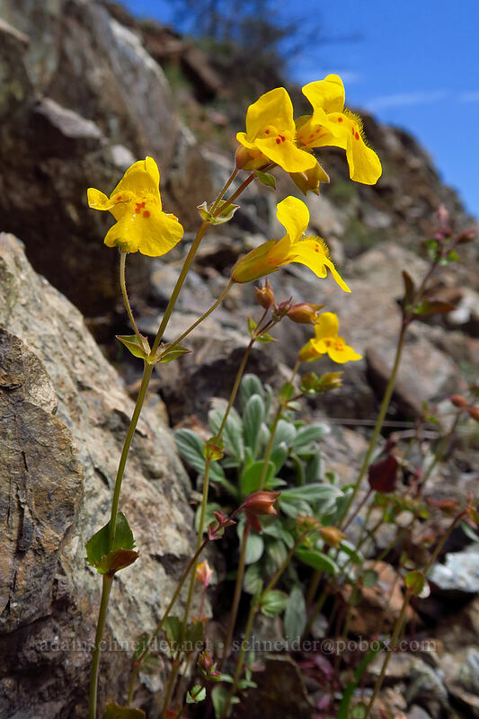 monkeyflower (Erythranthe guttata (Mimulus guttatus)) [Days Gulch Botanical Area, Rogue River-Siskiyou National Forest, Josephine County, Oregon]