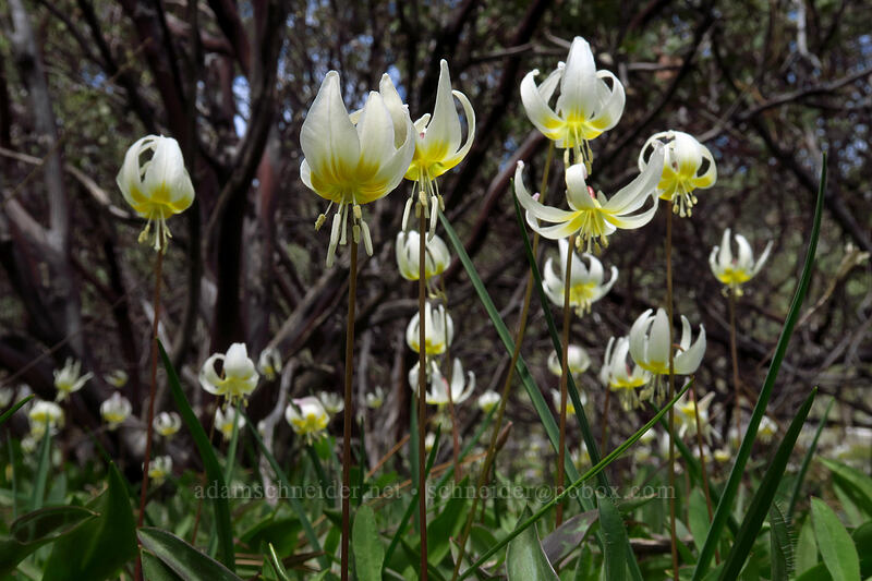 pale fawn lilies (Erythronium citrinum) [Days Gulch Botanical Area, Rogue River-Siskiyou National Forest, Josephine County, Oregon]