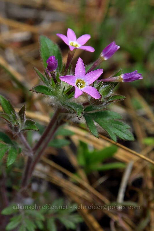 variable-leaf collomia (Collomia heterophylla) [Days Gulch Botanical Area, Rogue River-Siskiyou National Forest, Josephine County, Oregon]