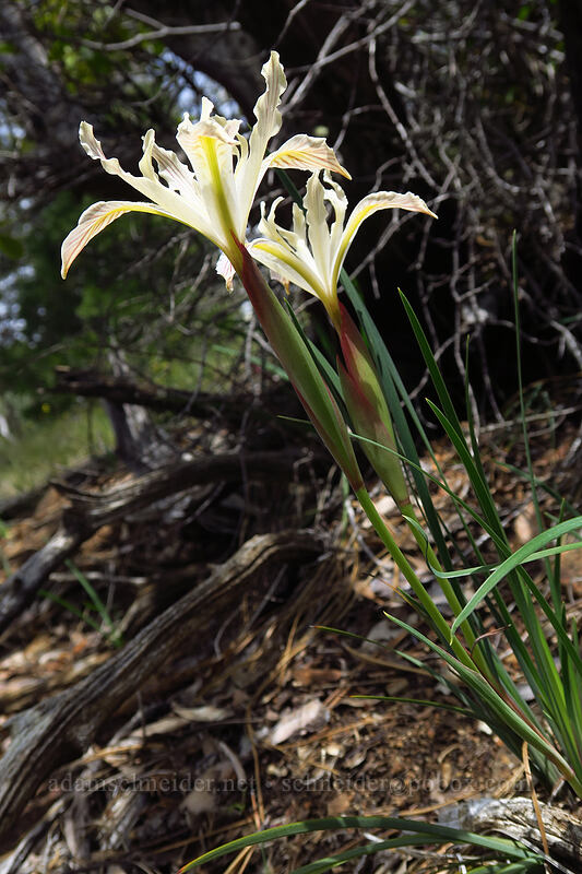 Del Norte irises (Iris innominata) [Days Gulch Botanical Area, Rogue River-Siskiyou National Forest, Josephine County, Oregon]