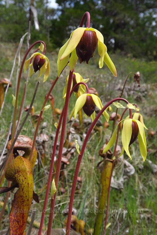 California pitcher plant flowers (Darlingtonia californica) [Days Gulch Botanical Area, Rogue River-Siskiyou National Forest, Josephine County, Oregon]