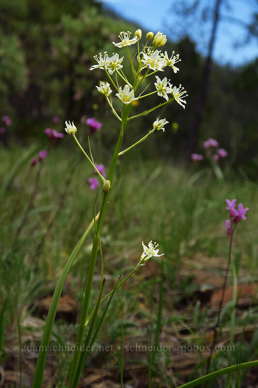 small-flowered death-camas (Toxicoscordion micranthum (Zigadenus micranthus)) [Days Gulch Botanical Area, Rogue River-Siskiyou National Forest, Josephine County, Oregon]