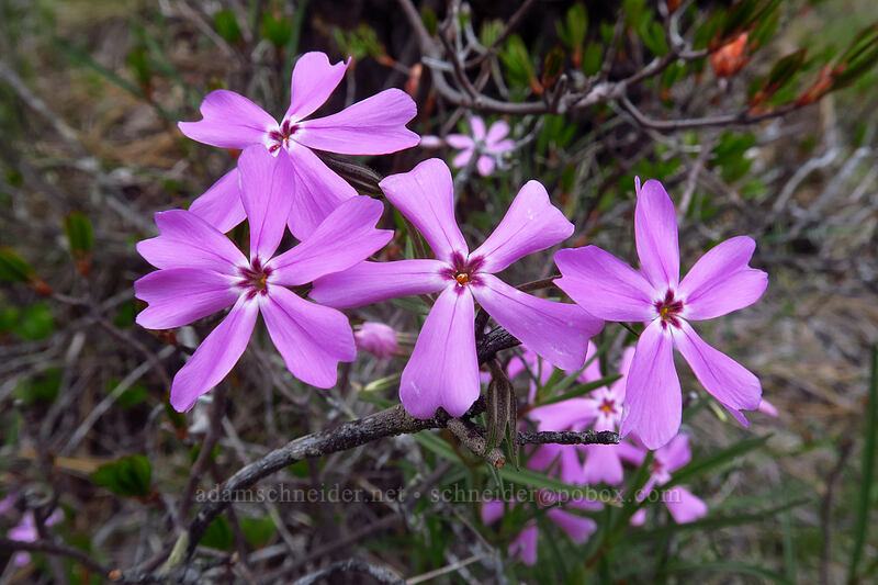 showy phlox (Phlox speciosa) [Days Gulch Botanical Area, Rogue River-Siskiyou National Forest, Josephine County, Oregon]