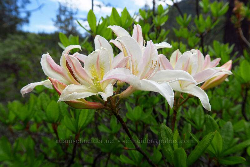 western azalea (Rhododendron occidentale) [Days Gulch Botanical Area, Rogue River-Siskiyou National Forest, Josephine County, Oregon]