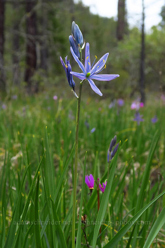 great camas (Camassia leichtlinii ssp. suksdorfii) [Eight Dollar Mountain Botanical Wayside, Josephine County, Oregon]