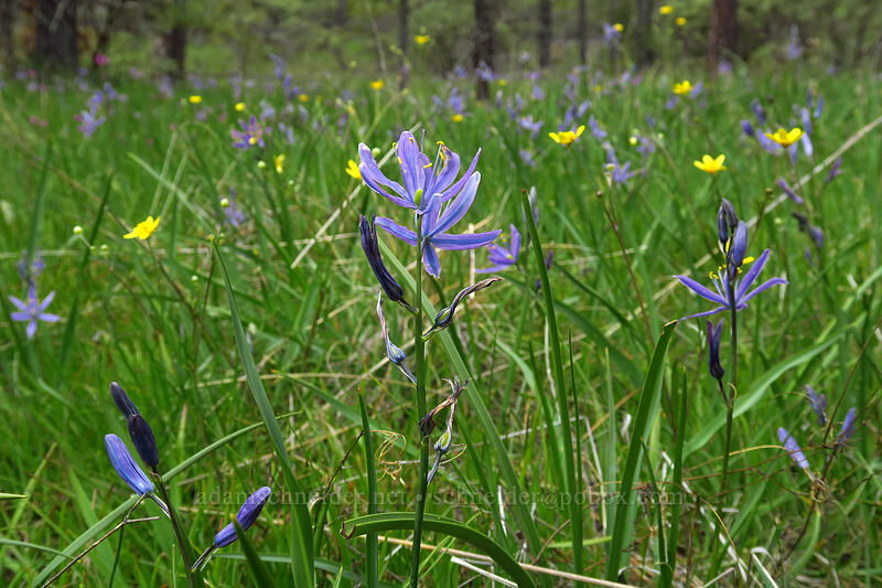great camas (Camassia leichtlinii ssp. suksdorfii) [Eight Dollar Mountain Botanical Wayside, Josephine County, Oregon]