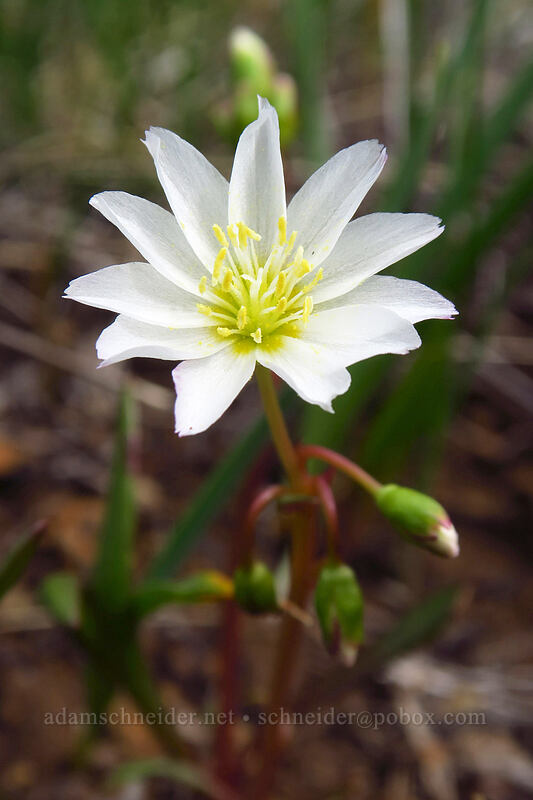 opposite-leaved lewisia (Lewisia oppositifolia) [Eight Dollar Mountain Botanical Wayside, Josephine County, Oregon]