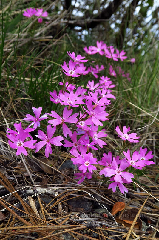 showy phlox (Phlox speciosa) [Eight Dollar Mountain Botanical Wayside, Josephine County, Oregon]