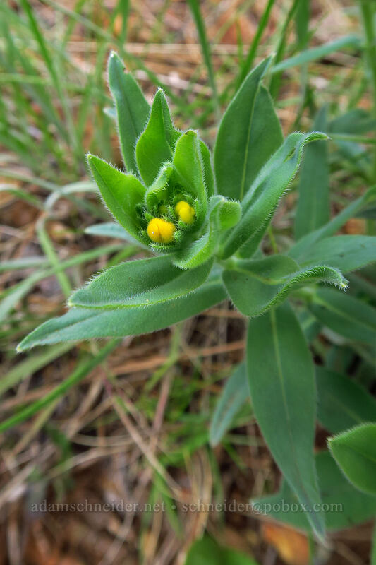 California gromwell (Lithospermum californicum) [Little Falls Loop Trail, Rogue River-Siskiyou National Forest, Josephine County, Oregon]