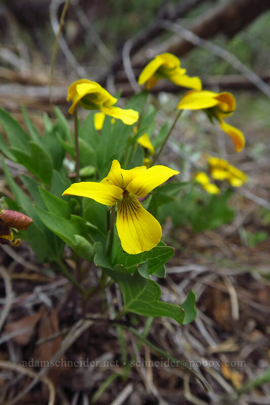 pine violet (Viola lobata ssp. lobata) [Little Falls Loop Trail, Rogue River-Siskiyou National Forest, Josephine County, Oregon]