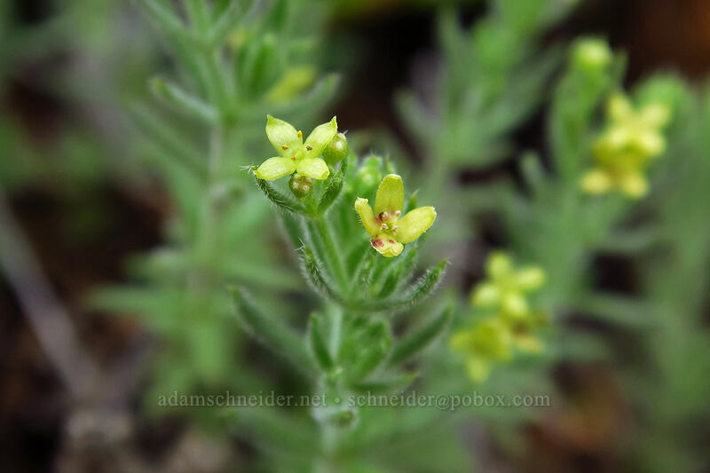 Siskiyou bedstraw (Galium ambiguum var. siskiyouense) [Little Falls Loop Trail, Rogue River-Siskiyou National Forest, Josephine County, Oregon]