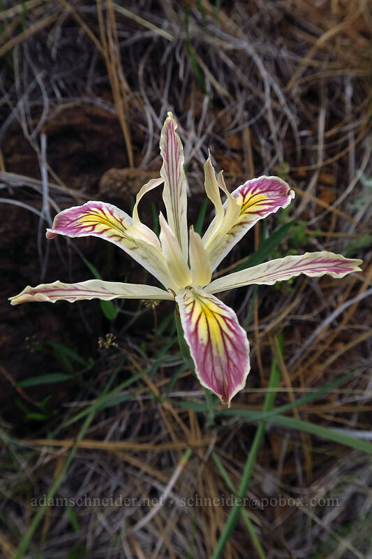 iris (Iris sp.) [Little Falls Loop Trail, Rogue River-Siskiyou National Forest, Josephine County, Oregon]