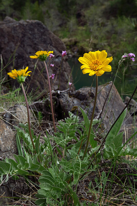 hybrid balsamroot (Balsamorhiza deltoidea x Balsamorhiza sericea) [Little Falls Loop Trail, Rogue River-Siskiyou National Forest, Josephine County, Oregon]