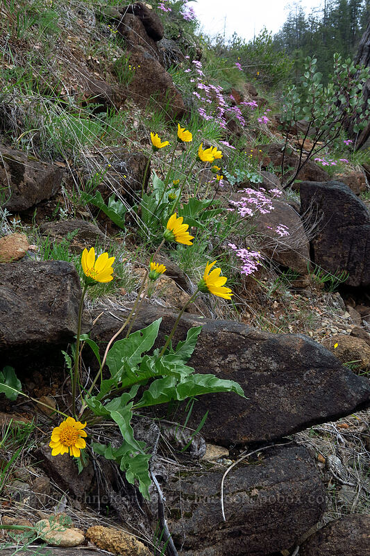 hybrid balsamroot (Balsamorhiza deltoidea x sericea) [Little Falls Loop Trail, Rogue River-Siskiyou National Forest, Josephine County, Oregon]