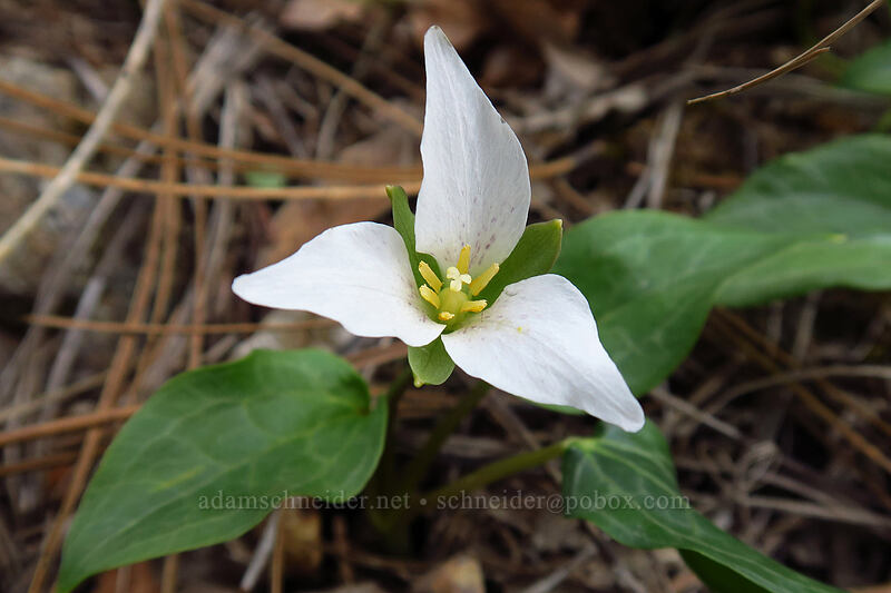 brook wake-robin (Pseudotrillium rivale (Trillium rivale)) [Little Falls Loop Trail, Rogue River-Siskiyou National Forest, Josephine County, Oregon]