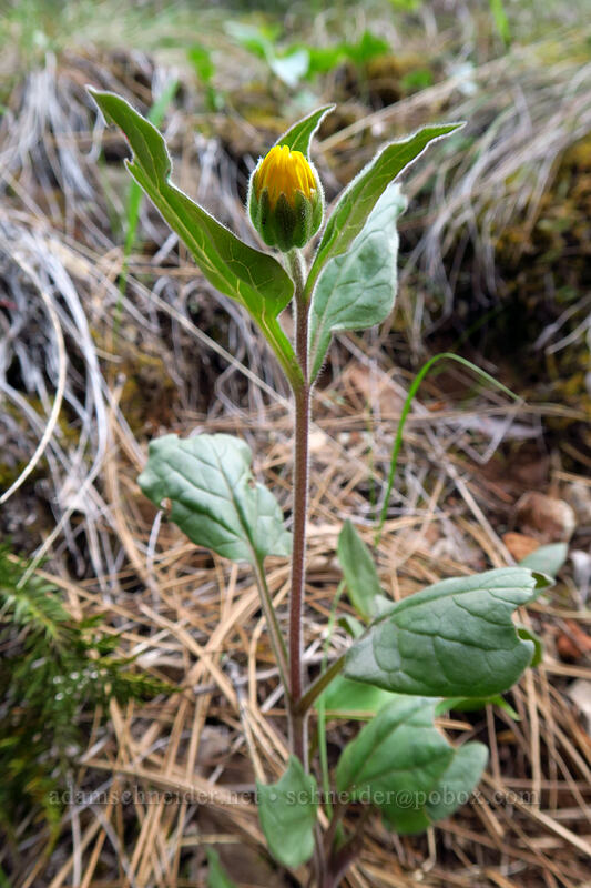serpentine arnica, budding (Arnica cernua) [Little Falls Loop Trail, Rogue River-Siskiyou National Forest, Josephine County, Oregon]