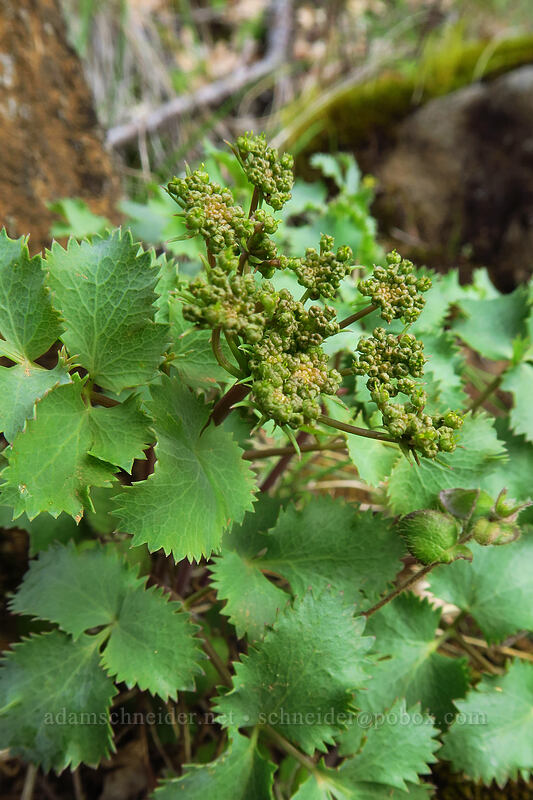Howell's desert parsley (Lomatium howellii) [Little Falls Loop Trail, Rogue River-Siskiyou National Forest, Josephine County, Oregon]